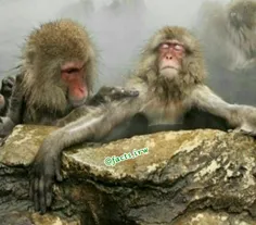 هرساله در زمستان گروهی از #میمون ها به چشمه های آب گرم نا