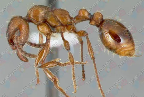 تا کنون بیش از ۱۲۰۰۰ گونه مورچه طبقه بندی شده است و حدس ز