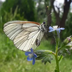 عکاس خودم 📷   👈   🙋 ‍♂️