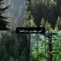 بید مجنون🥹✨