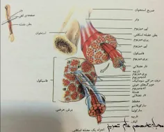 معمولا به سلول های عضله اسکلتی،تارهای عضلانی گفته می شود 