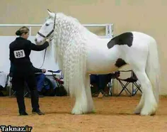 خوشکلترین اسب جهان!!دیدی پ ندیدی لایییییییکتو بزن