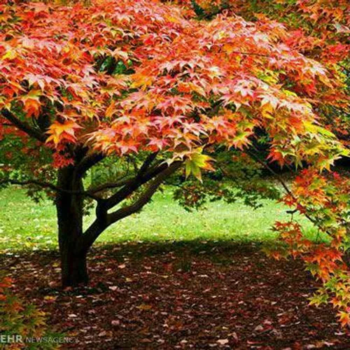 چرا مسلمانان گوشت خوک نمی خورند