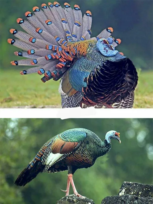 طاووس دوم طبیعت بوقلمون خال چشمی: زیبایی ظاهری این پرنده 