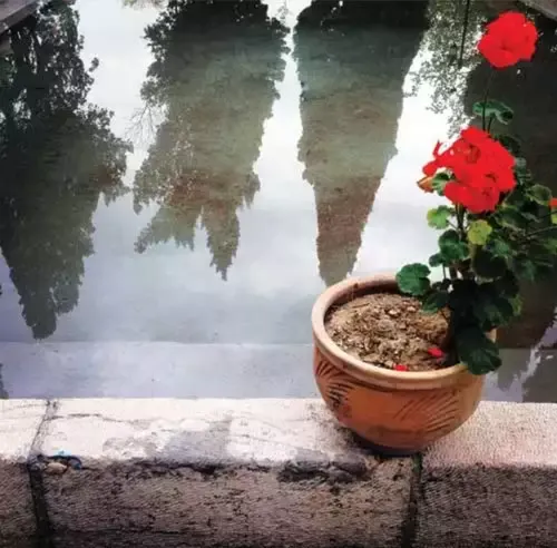 گلدان شمعدونی حوض