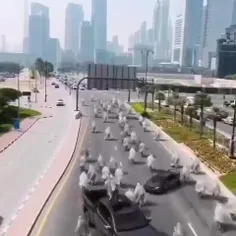 هالوین در امارات !