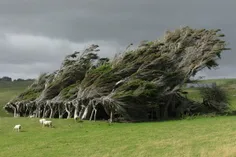 دسته‌ای از درختان در جنوب نیوزلند که به‌دلیل وزش باد شدید