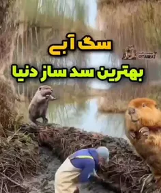 *پیج شگفت انگیز ویسگون*تشکرازلایک و حضورتون*