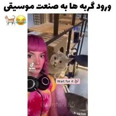 گربه ها هم اومدن تو موسیقی😐😳😂😂😂