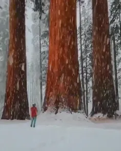 یک روز برفی در پارک ملی سکویا در کالیفرنیا