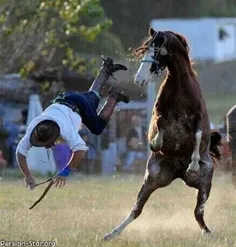 سقوط اسب سوار