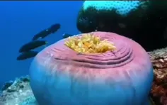 دَلقَک‌ماهی Clownfish یکی از گونه‌های ماهی از خانوادهٔ شق