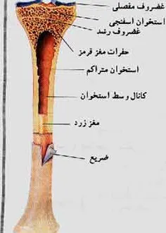 غذاهای مفید برای استخوانها: