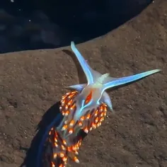 لیسه دریایی یکی از زیباترین خلقت