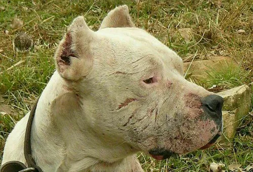 این "مورتو" است، سگی که در آرژانتین به یک افسانه تبدیل شد