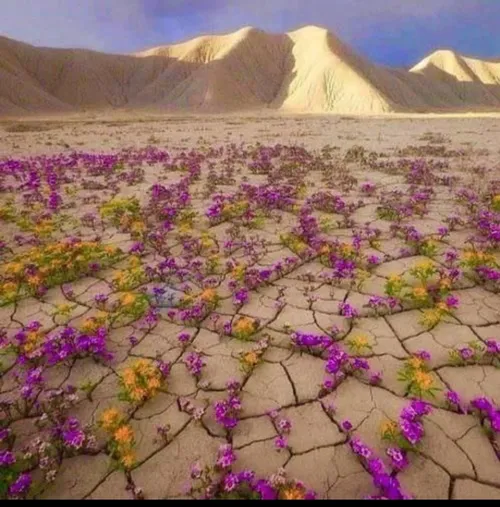 دیدمت از دورها، ناگه نفهمیدم چه شد