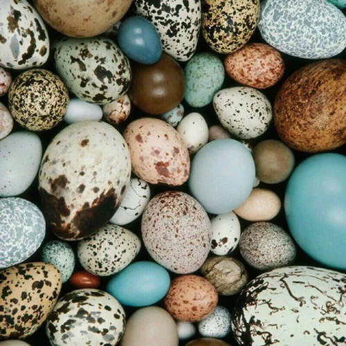 🔹 خواص شگفت انگیز تخم پرندگان !