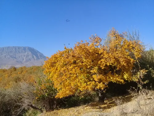 زندگی خنده کنان شاهد جان کندن ماست ...