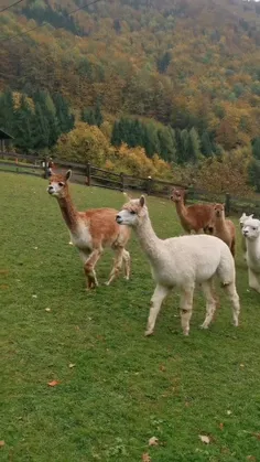 گرانبهاترین پشم جهان 