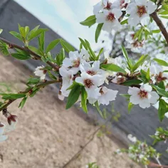 شکوفه های بهاری 🌸