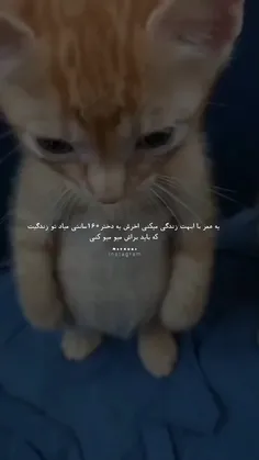 میو میو :)