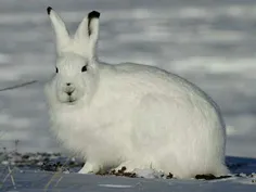 خرگوش های قطبی می توانند با سرعت ۶۴ کیلومتر در ساعت بدوند