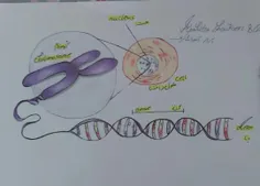 نقاشی از یاخته.کروموزوم.دنا.ژن..علوم هشتم