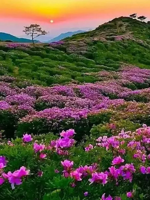 طبیعت زیبا گل زیبا ،