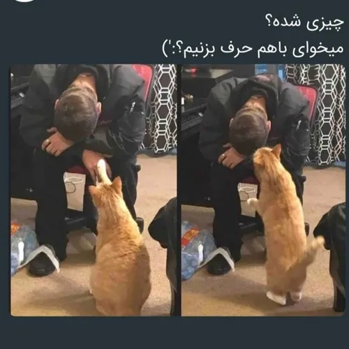 داشتن یه گربه واسه غمگین نبودنم کافیه:))
