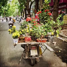 A street vendor carrying flowers and bonsai on his motobi