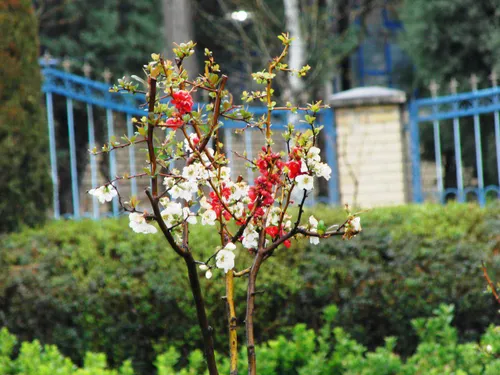 🌹 ای بهار