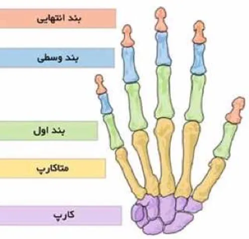 آناتومی انگشتان دست
