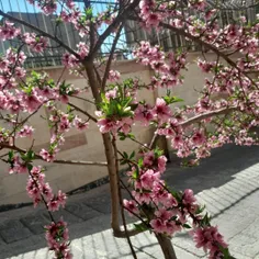 ۱۰۰تایی شدنمون مبارک 