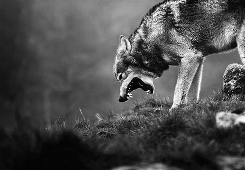 گرگ گرگ میخوره که گرگ بشه کم