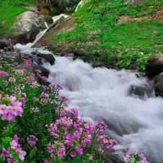 سکوت میوه شیرین دانایی است