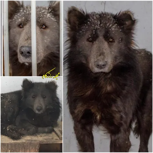 حیوانی که با سر خرس و بدن گرگ در روسیه پیدا شده سگ از آب 