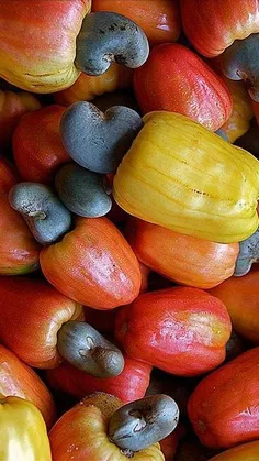 میوه های خاص ، بادام هندی