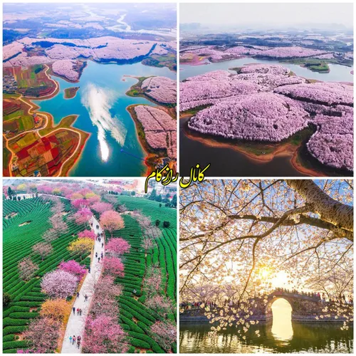 شکوفه های گیلاس در چین 👌
