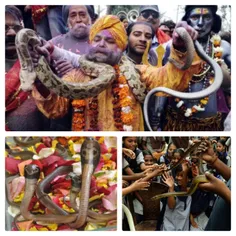 فستیوال "ناگ پانچامی" هند مربوط به عبادات و پرستش مار های