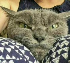 "شامو" عصبانی ترین #گربه جهان که در ژاپن زندگی می کند!!!