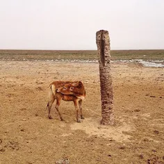 A dried up part of Shadgan Lagoon. #Khuzestan, #Iran. Pho