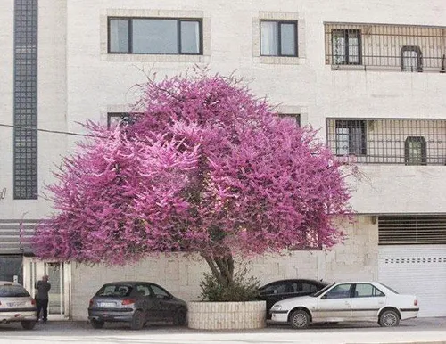 تصویری از درخت معروف ارغوان شیراز تو روزهای بهاری که بهش 
