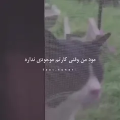 کاری به اون متنی که نوشته ندارم فقط صدای گربه وآهنگه😂