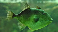 ماهی سبز HD
