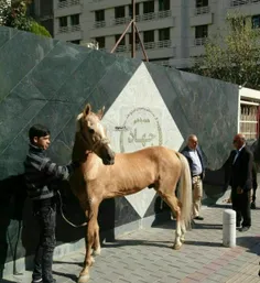 ⭕ ️ تعدادی از پرورش دهندگان اسب ترکمن با رها کردن اسب‌های