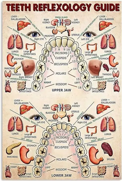 راهنمای رفلکسولوژی دندان