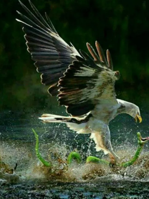 تصویری ناب از شکار مار توسط عقاب
