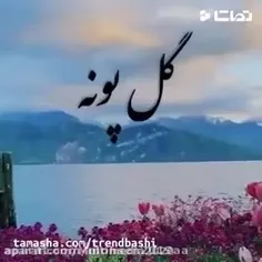 گل  پونه