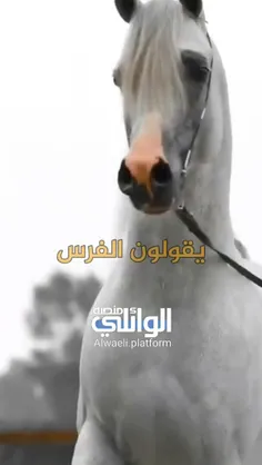 الشيـخ أحمــد الوائـلــــي