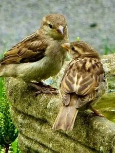#حیوانات #پرنده_زیبا #تصویر_پس_زمینه  ،#گنجشگ  ،